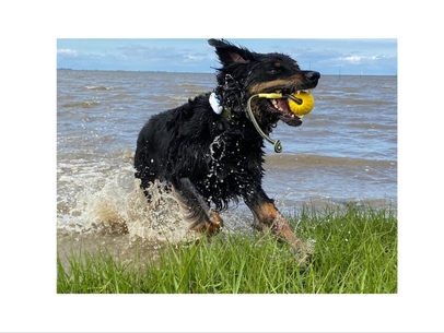 Hundestrand Wremen