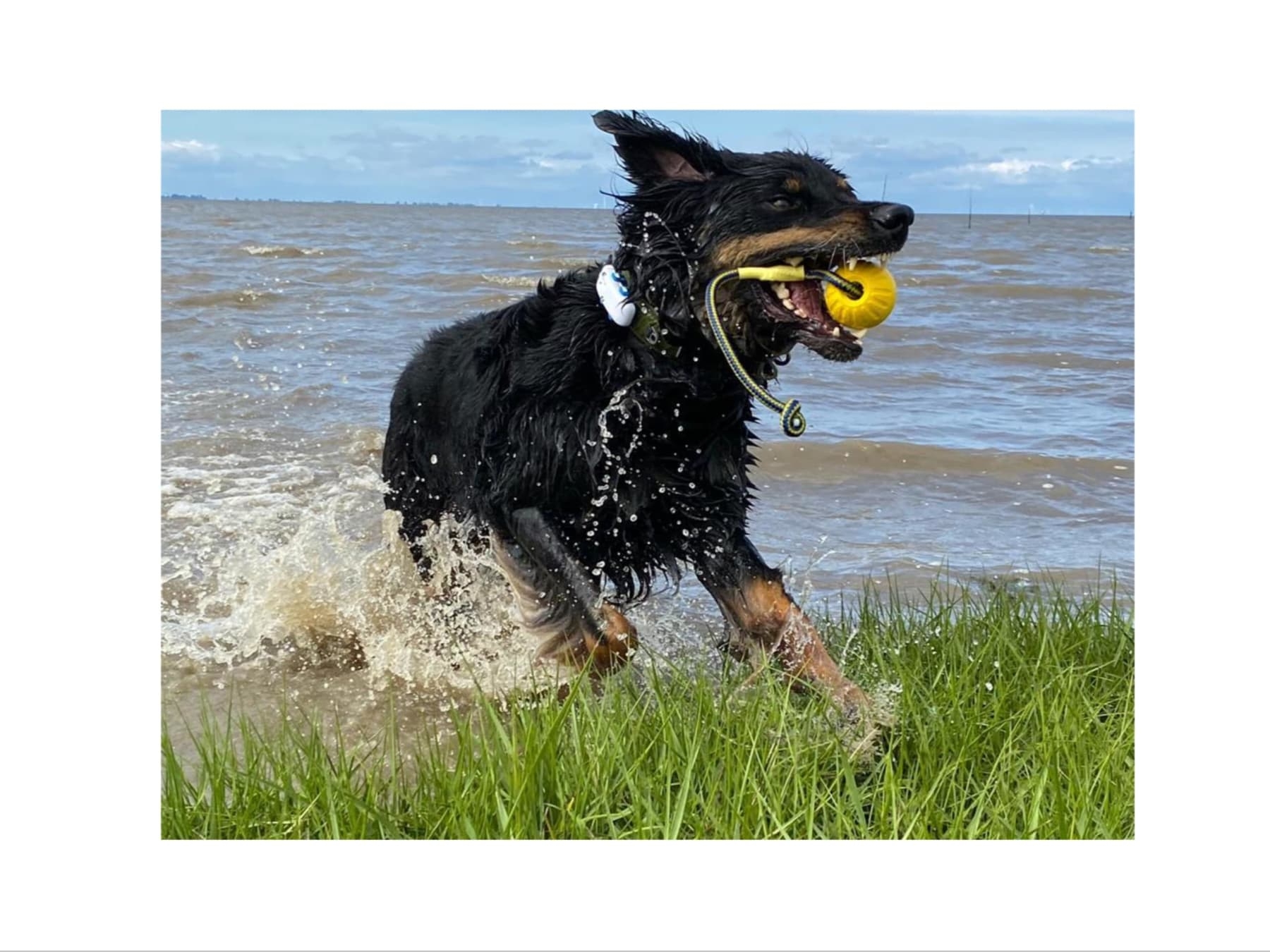 Hundestrand Wremen