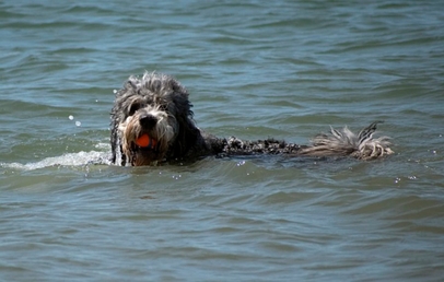 Holmer Siel Hundestrand