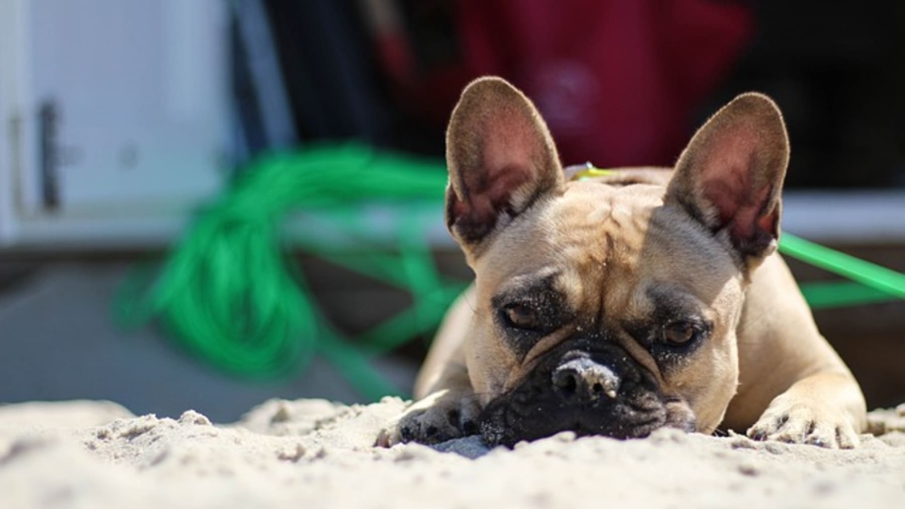 Strandkorbvermietung Kröger (mit Hundestrand)