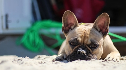 Strandkorbvermietung Kröger (mit Hundestrand)