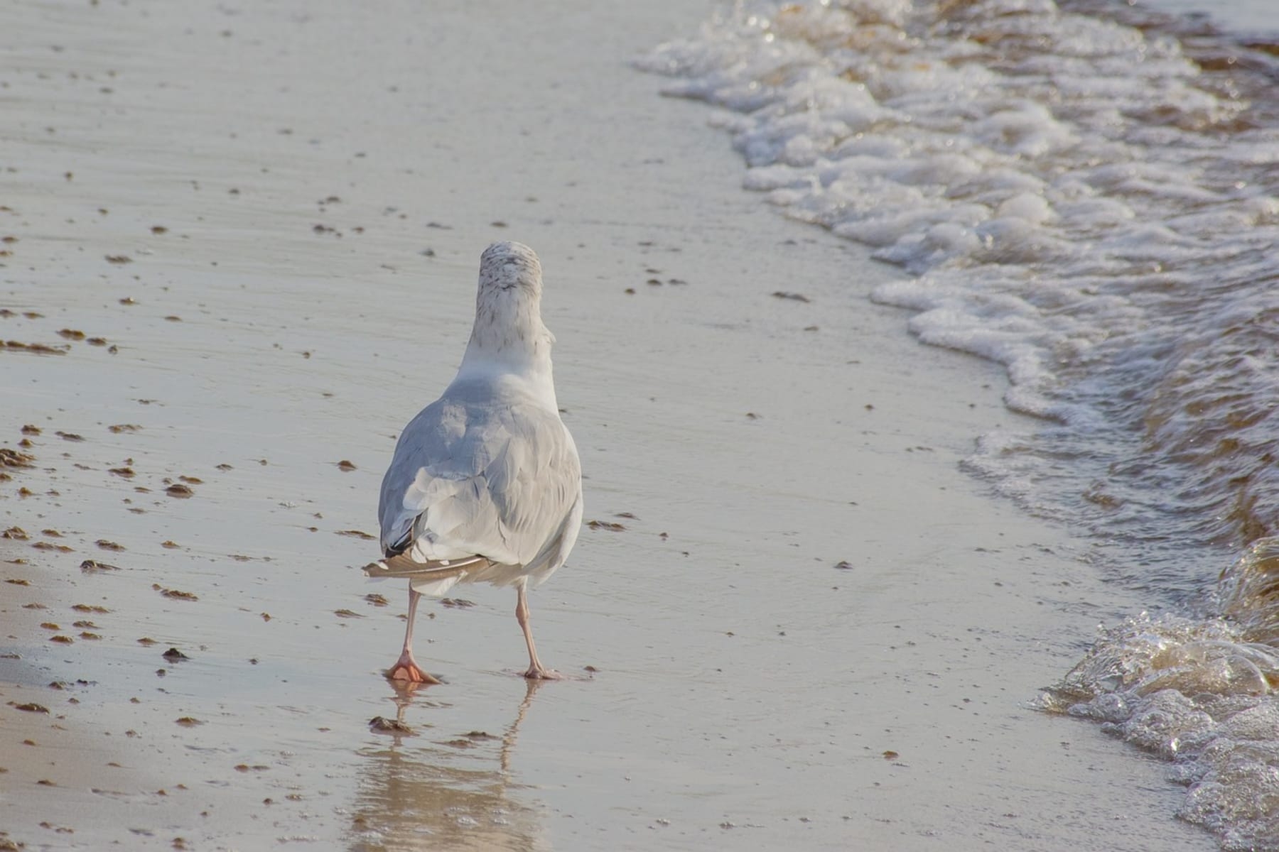 Ostseeheilbad Zingst