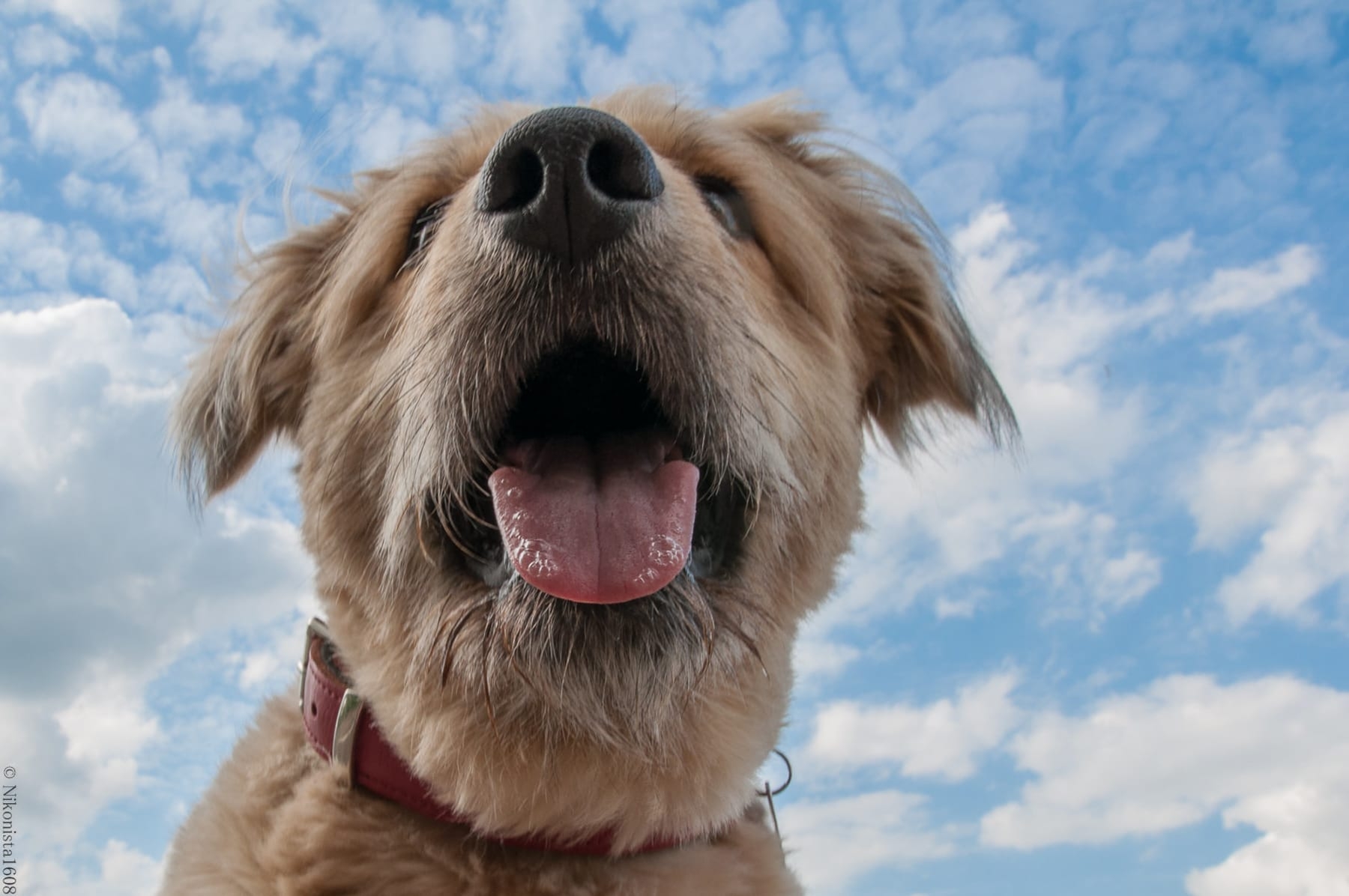 Horumersiel Hundestrand